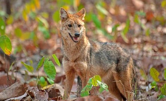 sói rừng Xiêm, Canis aureus cruesemanni, Loài thú hoang dã quý hiếm của Việt Nam