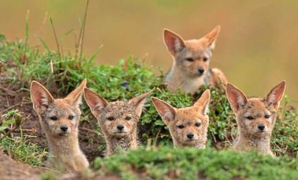 sói rừng Xiêm, Canis aureus cruesemanni, Loài thú hoang dã quý hiếm của Việt Nam