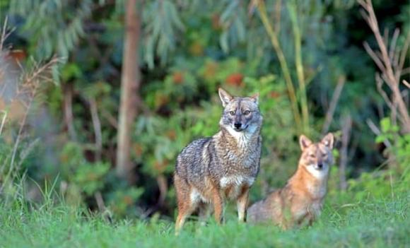sói rừng Xiêm, Canis aureus cruesemanni, Loài thú hoang dã quý hiếm của Việt Nam