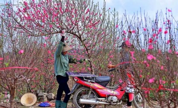 đào, quất, mai, Tết Nguyên Đán, thời điểm tốt nhất để mua cây trưng Tết