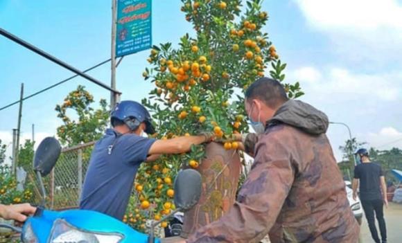 đào, quất, mai, Tết Nguyên Đán, thời điểm tốt nhất để mua cây trưng Tết