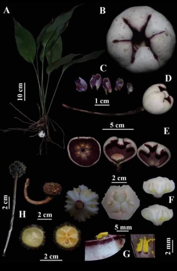 tỏi đá Phong Điền, Asparagaceae, cây quý hiếm