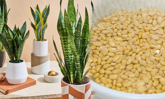 cây lưỡi hổ, tuổi nào hợp trồng cây lưỡi hổ