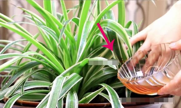 sống thọ, sống lâu, 70 tuổi