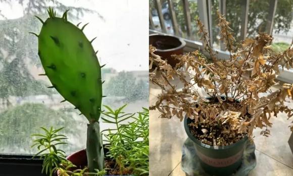 Cây cảnh, hoa cảnh, phong thủy cây cảnh