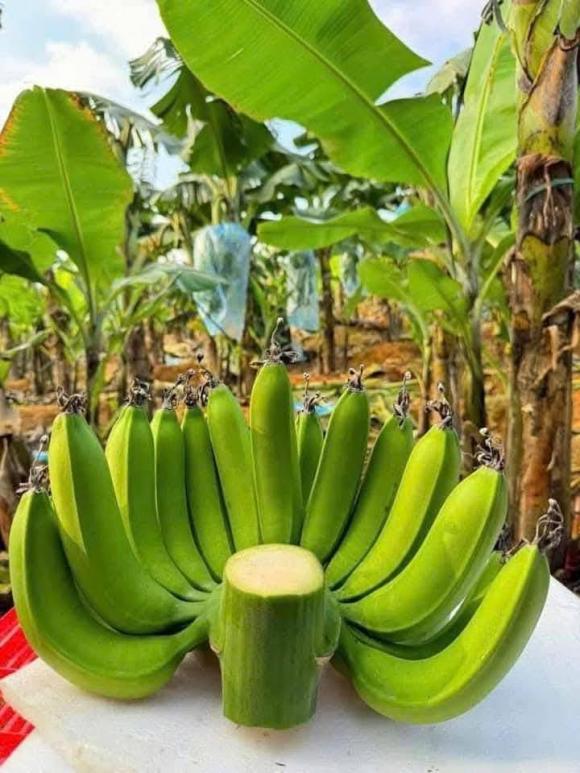 giá chuối, giá chuối thắp hương, giá chuối tăng