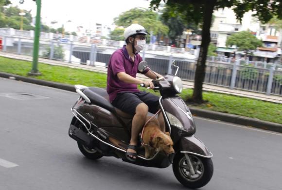 chở thú cưng, mức phạt với chở thú cưng, luật mới