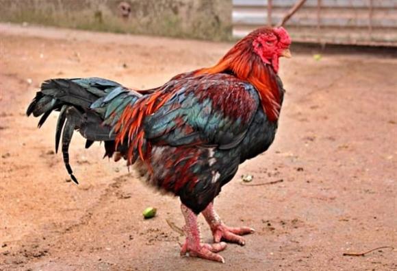 Gà Móng, món ngon ngày tết,  vật phẩm tiến vua 