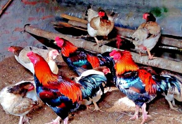 Gà Móng, món ngon ngày tết,  vật phẩm tiến vua 
