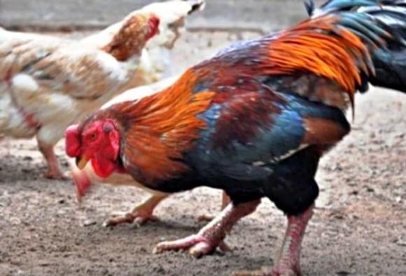 Gà Móng, món ngon ngày tết,  vật phẩm tiến vua 