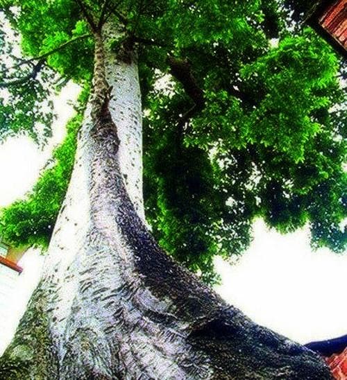 bạch dương