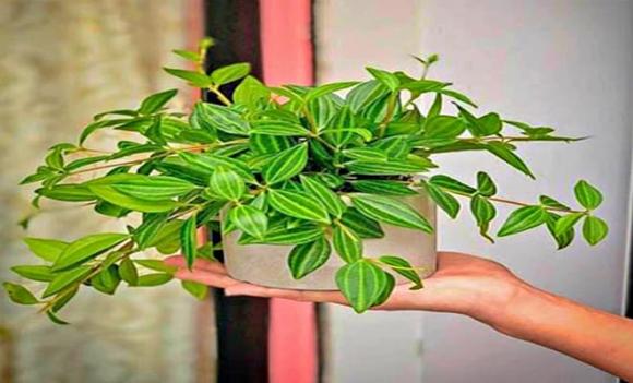 phong thủy, cây phong thủy, cây trồng năm 2025