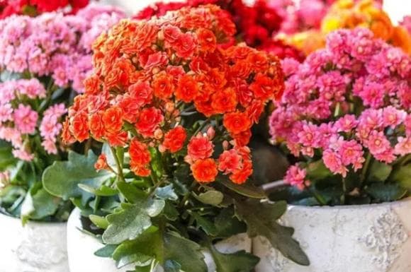 cây cảnh, mua cây cảnh, cây cảnh giảm giá