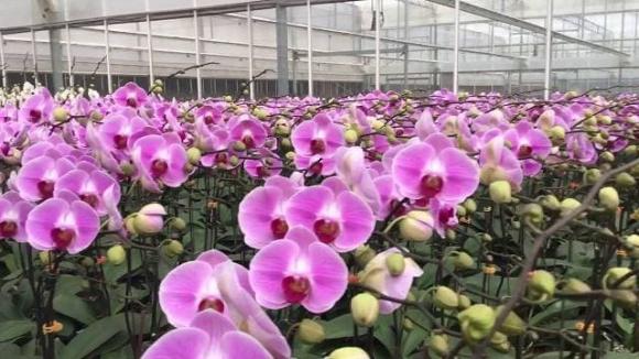 cây cảnh, mua cây cảnh, cây cảnh giảm giá