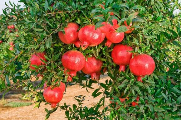 trồng cây, nên trồng cây gì, tổ tiên 