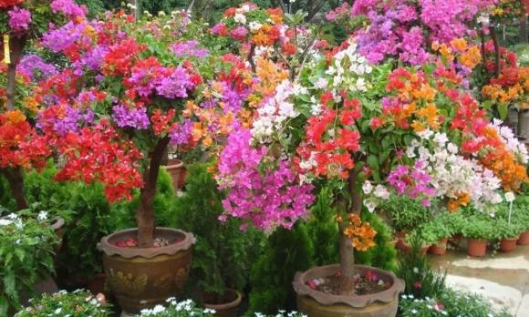 Chậu hoa cảnh, cây cảnh, hoa có mùi thơm như nước xịt phòng, hoa để trong nhà