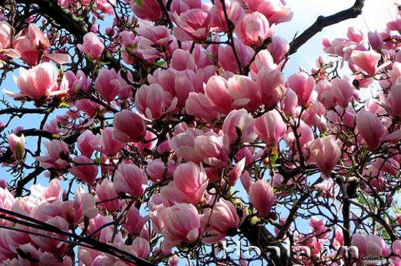 trồng cây, nên trồng cây gì, tổ tiên 