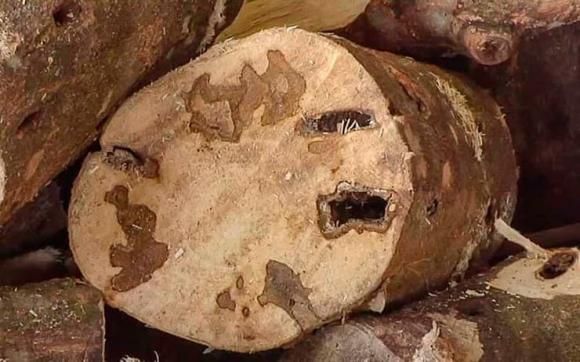 Gỗ quý, kỳ nam