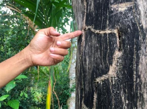 Gỗ quý, kỳ nam