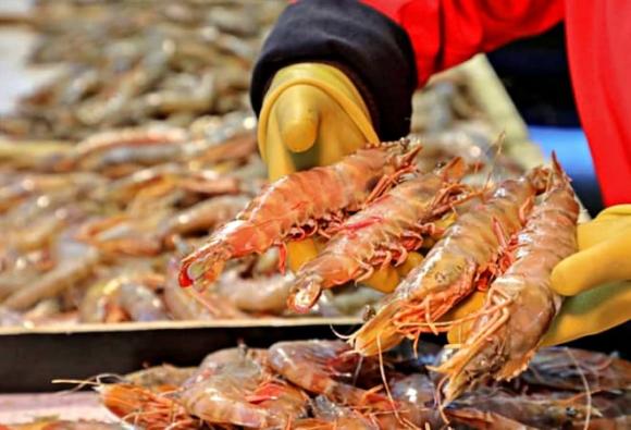 tỉnh có sản lượng tôm nhiều nhất cả nước, Cà Mau, Bình Phước, Kiên Giang, Phú Quốc