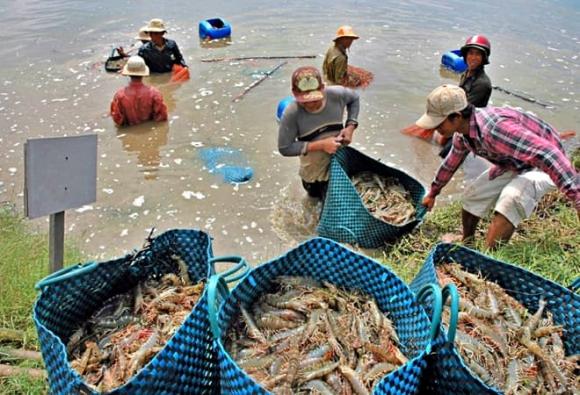 tỉnh có sản lượng tôm nhiều nhất cả nước, Cà Mau, Bình Phước, Kiên Giang, Phú Quốc