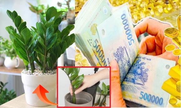 cây kim tiền, mệnh nào không nên trồng cây kim tiền, mệnh nào hợp trồng cây kim tiền
