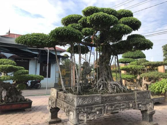 cây cảnh, tỉnh trồng nhiều cây cảnh, kiến thức