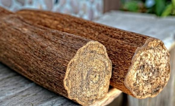 Trầm Hương, loại gỗ đắt nhất thế giới, vàng xanh