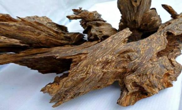 Trầm Hương, loại gỗ đắt nhất thế giới, vàng xanh
