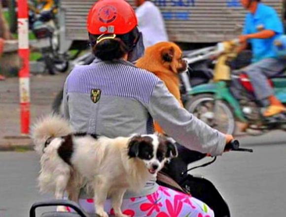 thú cưng, đèo thú cưng đi xe máy, vi phạm pháp luật