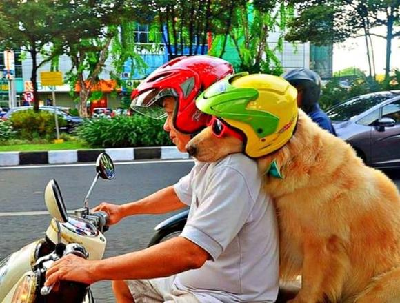 thú cưng, đèo thú cưng đi xe máy, vi phạm pháp luật