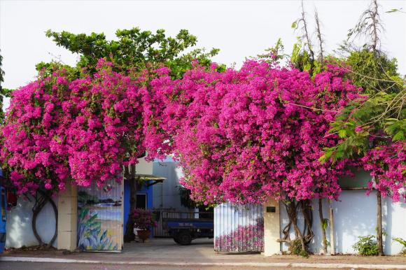 hoa giấy, bón phân hoa giấy, kiến thức 