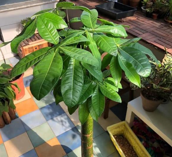 cây kim ngân, trồng cây, cây trồng trong nhà