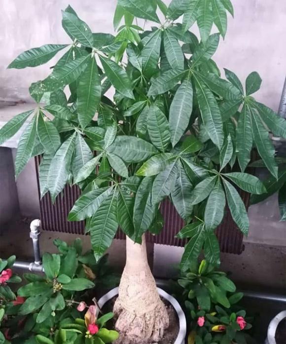 cây kim ngân, trồng cây, cây trồng trong nhà