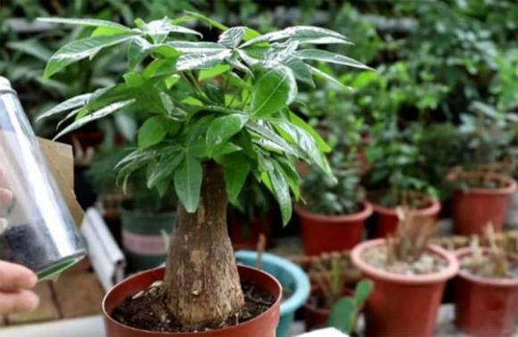 cây kim ngân, trồng cây, cây trồng trong nhà