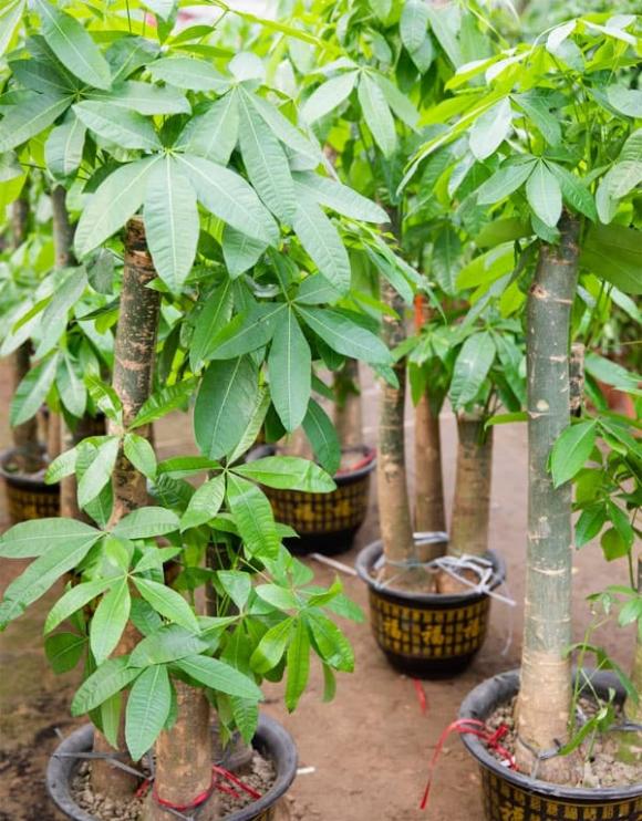 cây kim ngân, trồng cây, cây trồng trong nhà