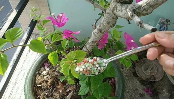 hoa giấy, bón phân hoa giấy, kiến thức 