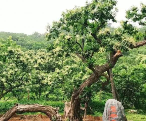 cây phong thủy tốt, cây nên trồng trước cửa