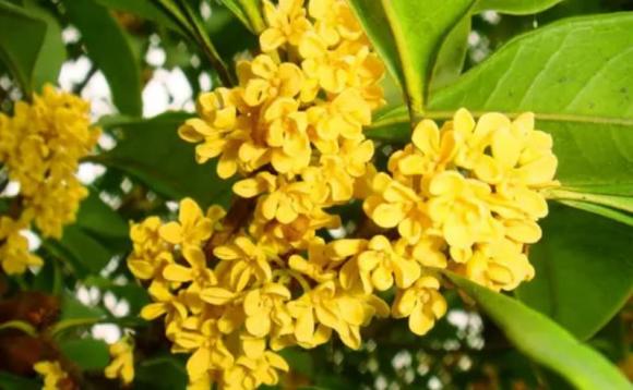 cây phong thủy tốt, cây nên trồng trước cửa