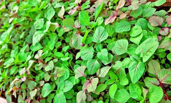 Rau dền, hạ đường huyết, bổ máu, rau trường thọ