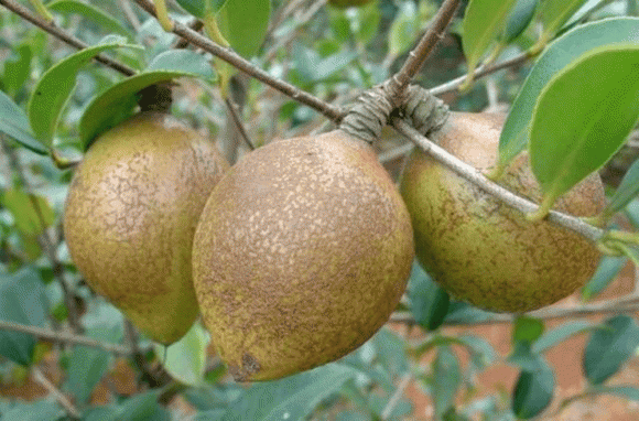 Hạt của cây dầu trà