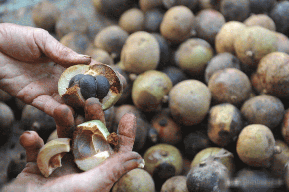 Hạt của cây dầu trà