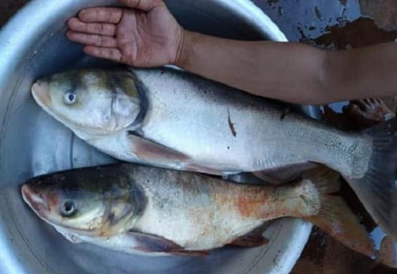 loại cá bổ ngang tổ yến