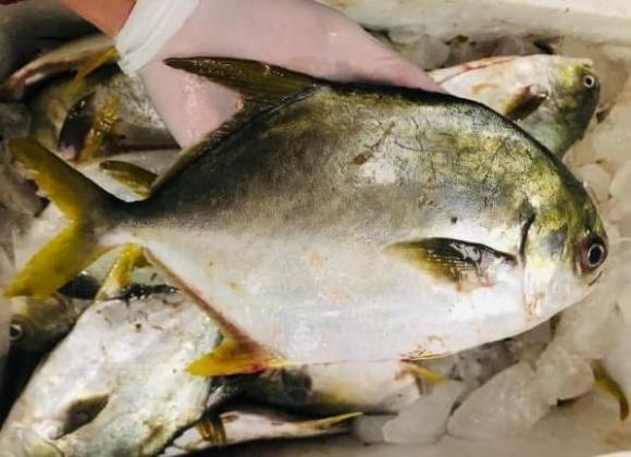 loại cá bổ ngang tổ yến