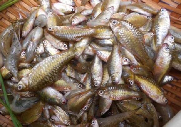 loại cá bổ ngang tổ yến