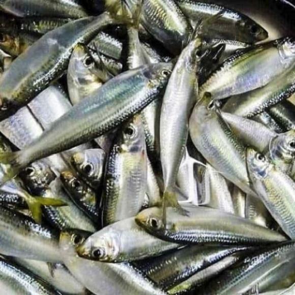 loại cá bổ ngang tổ yến
