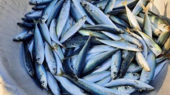 loại cá bổ ngang tổ yến