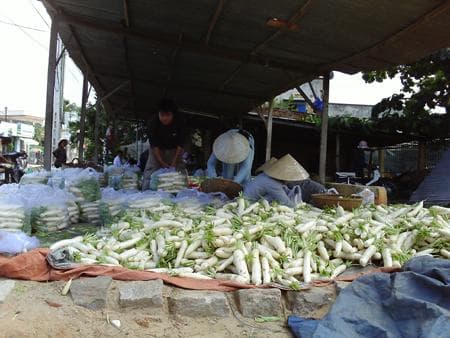 củ cải, công dụng của củ cải, kiến thức 