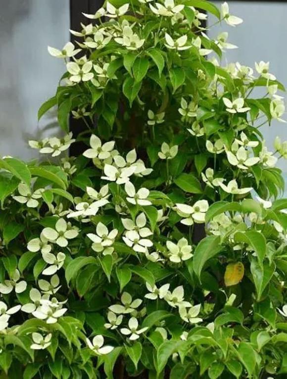 cây trầu bà, trồng cây, trồng hoa