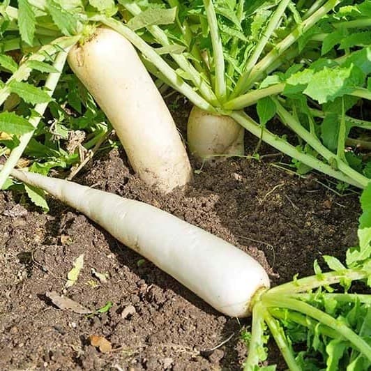 củ cải, công dụng của củ cải, kiến thức 